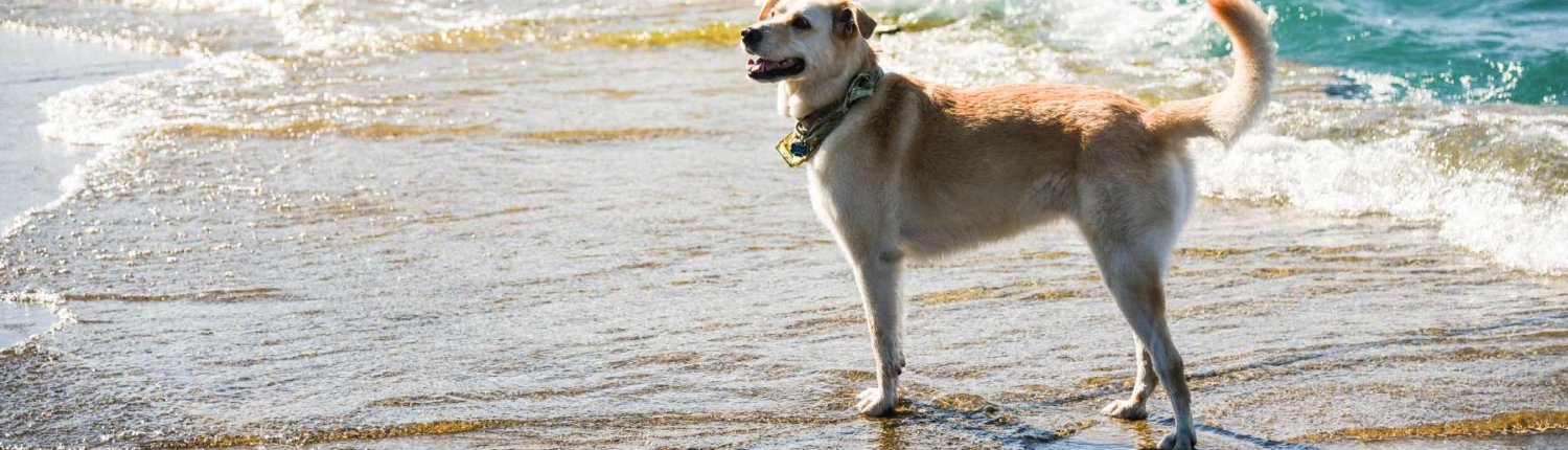 Urlaub mit Hund Insel Usedom Zempin Freest Strand
